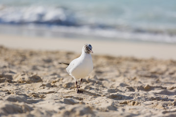 Seagulls on the beach in Hermosa watching the waves break on the shore waiting for food