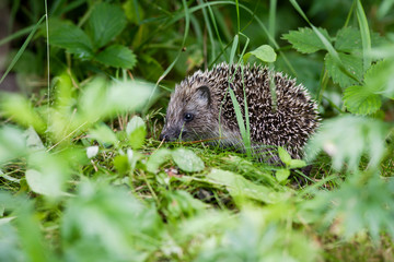 Hedgehog in the grass
