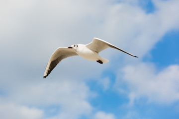 Seagull in flight against a blue sky, ascending with wings spread