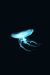 Blue Bioluminescent Jellyfish the Underwater Soul