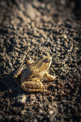 Camouflaged Frog on Muddy Ground