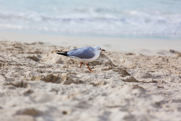 Seagulls on the beach in Hermosa watching the waves break on the shore waiting for food