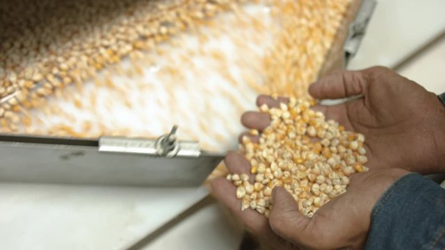Close up shot of dried corn seeds in factory worker's hands as he inspects corn kernels on gravity separator machine.