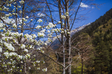 Spring in the mountains apple trees bloom. The beauty of the Caucasus. The flowers of the branch are beautiful. Greeting card background banner. Purity youth  the awakening of nature ecology. Crimea