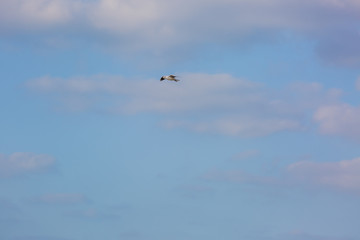 Seagull in flight against a blue sky, ascending with wings spread