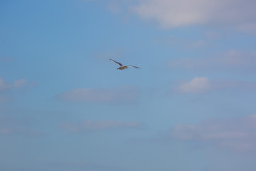 Seagull in flight against a blue sky, ascending with wings spread