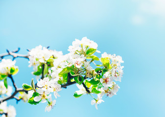 Spring banner, branches of blossoming cherry against background of blue sky on nature outdoors. Cherry flowers, dreamy romantic image spring, landscape panorama, copy space.