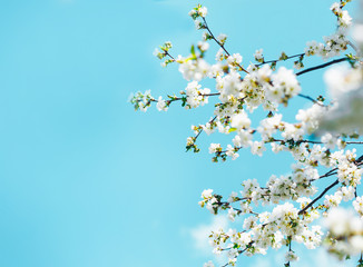 Spring banner, branches of blossoming cherry against background of blue sky on nature outdoors. Cherry flowers, dreamy romantic image spring, landscape panorama, copy space.
