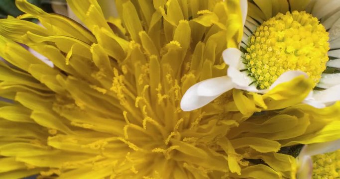 group of different flowers blooming at same time, extreme macro timelapse, 4k