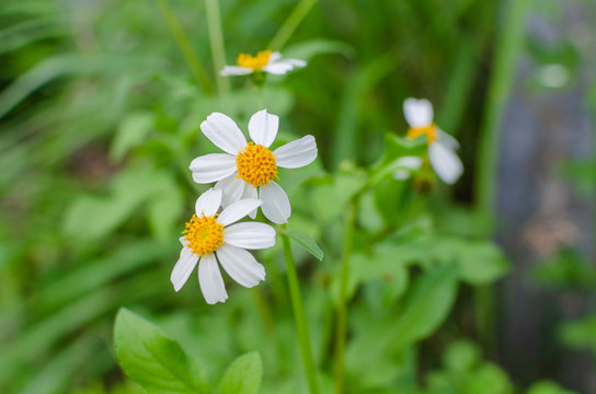 The Spanish needle or black-jack flowers in garden