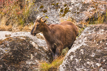 Mountain goat on the rocks. Nepal