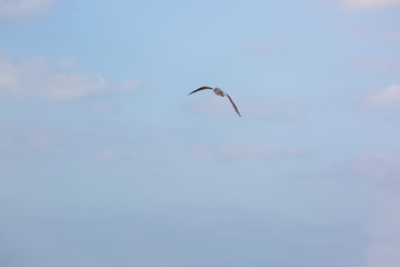 Seagull in flight against a blue sky, ascending with wings spread