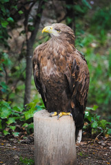 Front color view image of a white-tailed eagle with a yellow beak resting on a trunk and on a green background (Pigargo European, White tailed eagle, Bald Eagle)