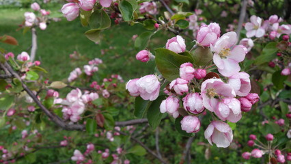 The Apple tree blooms with pink flowers