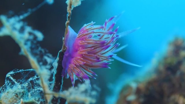 nudibranch flabellina nudi branch nudybranch  underwater slug ocean scenery