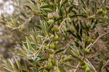 olive on a olive tree