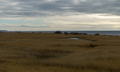 seaside meadow in spring