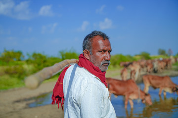 Obraz premium young indian farmer with his cattle