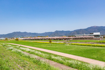 遠賀川河川敷の菜の花と桜並木　　福岡県直方市