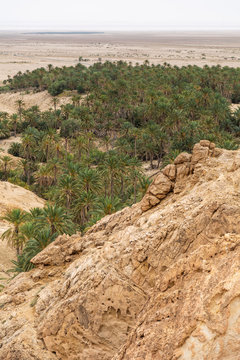Beautiful green oasis with many fresh trees and shrubs growing among deserted hills of Sahara in Tunisia. Vertical photography.