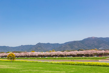 遠賀川河川敷の菜の花と桜並木　　福岡県直方市