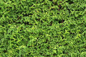 Green vertical garden, wall background, vertical garden wall