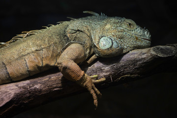 Iguana