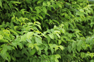 Green vertical garden, wall background, vertical garden wall