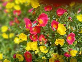 Obraz premium yellow and red flower petals that grow in front of the house