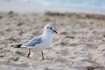 Seagulls on the beach in Hermosa watching the waves break on the shore waiting for food