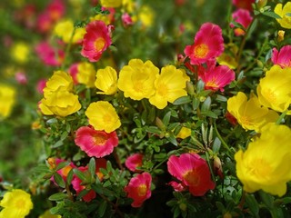 Obraz premium yellow and red flower petals that grow in front of the house
