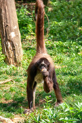 Naklejka premium Atèle Marimonda de face