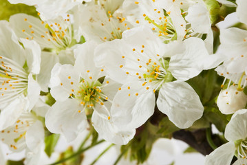 Naklejka na ściany i meble Luxury white Cherry blossom branch on white. Studio shot of fresh white cherry flowers with branch and green leaves
