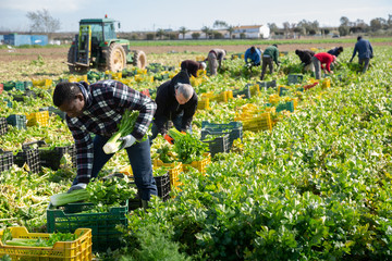 African american farm worker arranging crop of celery in boxes