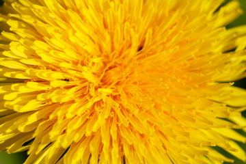 Gelbe Löwenzahnblüte, Makroaufnahme, Deutschland, Europa