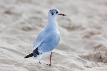 Seagulls on the beach in Hermosa watching the waves break on the shore waiting for food