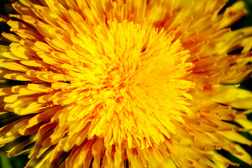 Löwenzahnblüte abstrakt , Makroaufnahme, Deutschland, Europa