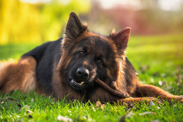German shepherd dog lying down in the park biting a stick on a sunny day.