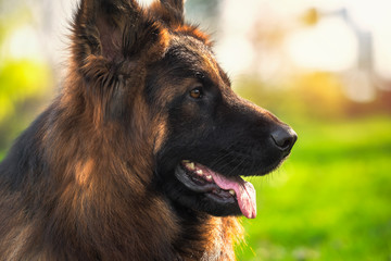 Close up portrait of German Shepherd Dog in the park on a sunny day looking sideways.