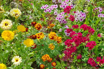 Flowerbed with various garden flowers in the summer garden