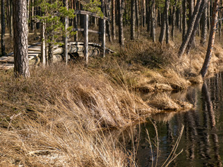 landscape with wooden bridge in the bog, early spring