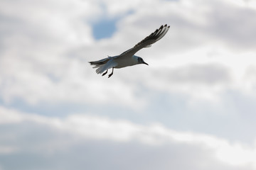 Seagull in flight against a blue sky, ascending with wings spread