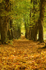 aleja w parku © wedrownik52