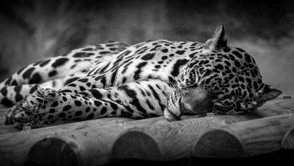 la sieste du léopard