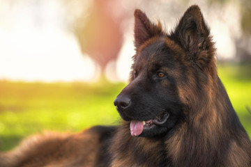 Purebred German shepherd dog lying down in the park. Horizontal with copyspace