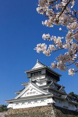 Fototapeta premium 小倉城と桜の風景