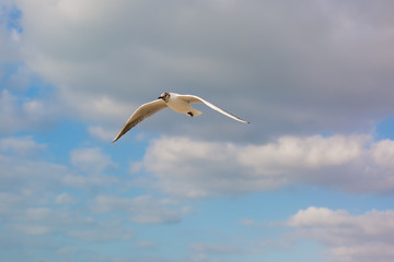 Seagull in flight against a blue sky, ascending with wings spread