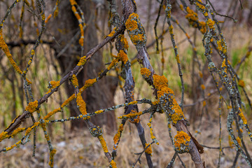 Dry branches with yellow lichen. Xanthoria parietina