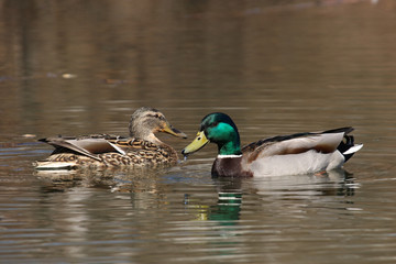 A pair of mallards, male and female, swim in the lake in spring in sunny weather in the Moscow region