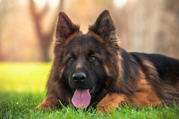 Purebred German Shepherd dog lying down in the park with his tongue hanging out.